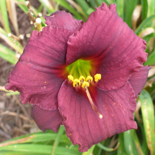 Lil Black Buds - 1 Fan